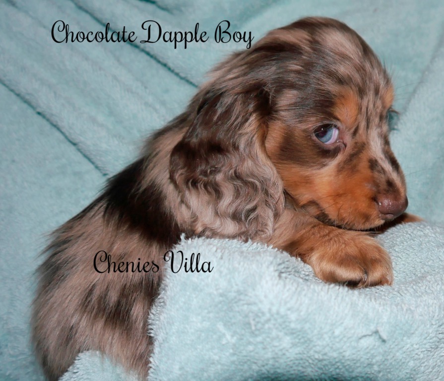 Long Haired Dachshund Puppy For Sale