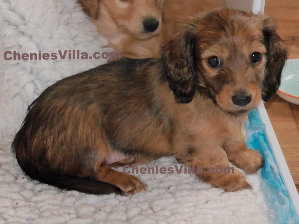 Long Haired Mini Dachshund For Sale