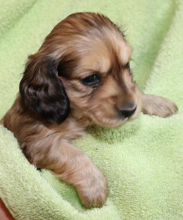 88+ Cream Long Haired Dachshund Puppies For Sale Uk