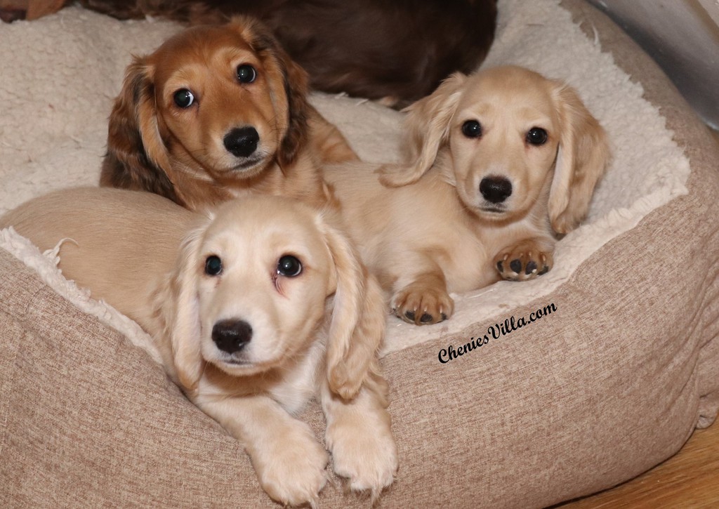 Cream Long Haired Dachshund Puppies For Sale / English
