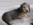 Miniature Long Haired Dachshund Puppy for Sale