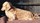Miniature Long Haired Dachshund