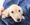 Kennel Club registered Pure Pedigree