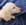 Kennel Club registered Pure Pedigree