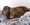 CheniesVilla Miniature Long Haired Dachshund