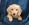 Pure Pedigree Kennel Club Five Star License