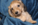 Pure Pedigree Kennel Club Five Star License