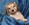 Pure Pedigree Kennel Club Five Star License