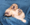 Pure Pedigree Kennel Club Five Star License