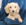 Pure Pedigree Kennel Club Five Star License