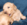 Pure Pedigree Kennel Club Five Star License