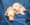 Pure Pedigree Kennel Club Five Star License