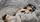 Pure Pedigree Kennel Club Five Star License