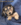 Pure Pedigree Kennel Club Five Star License