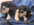 Pure Pwdigree Kennel Club Five Star License