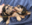 Pure Pedigree Kennel Club Five Star License
