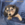 Pure Pedigree Kennel Club Five Star License