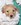 Pure Pedigree Kennel Club registered Five 5 Star Council Licensed Breeder