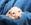 Pure Pedigree Kennel Club Five Star License