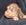 Pure Pedigree Kennel Club Five Star License