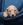 Pure Pedigree Kennel Club Five Star License
