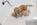 Pure Pedigree Kennel Club Five Star License