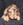 Pure Pedigree Kennel Club Five Star License