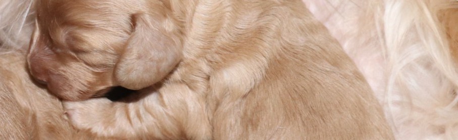 puppy dachshund long hair